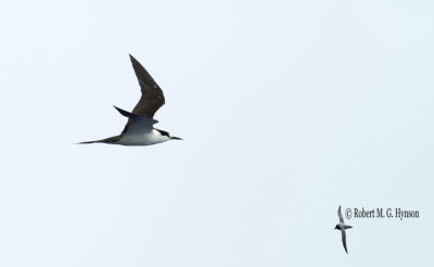 Sooty Tern