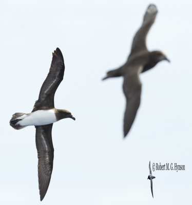 Tahiti Petrel