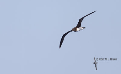 Tahiti Petrel