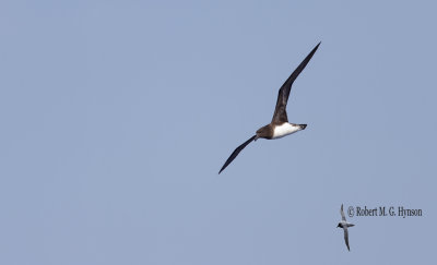 Tahiti Petrel