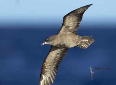 Wedge-tailed Shearwater