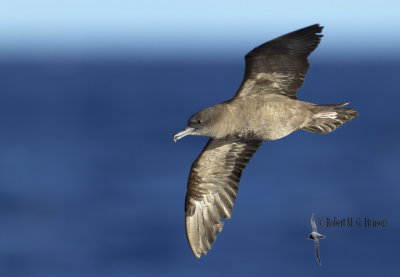 Wedge-tailed Shearwater