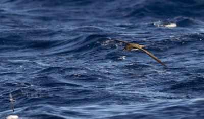 Tahiti Petrel