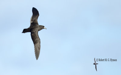 Black Petrel