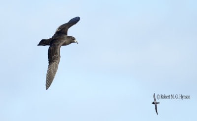 Black Petrel