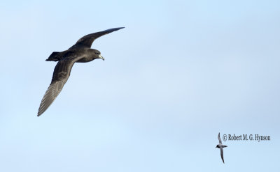 Black Petrel