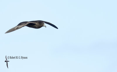Black Petrel