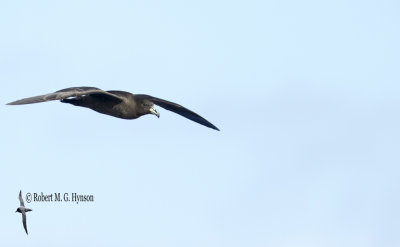 Black Petrel