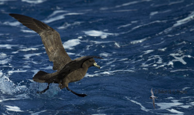 Black Petrel