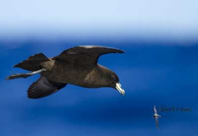 Black Petrel