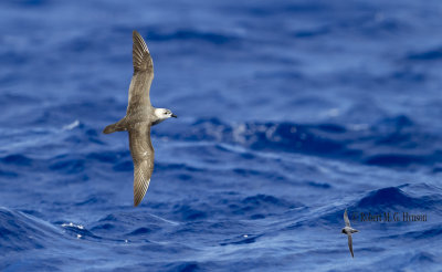 Kermadec Petrel