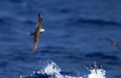 Kermadec Petrel