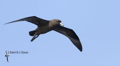 Black Petrel