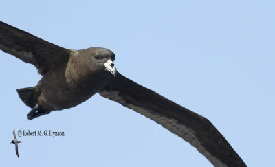 Black Petrel