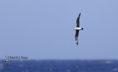 Kermadec Petrel