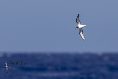 goulds_petrel