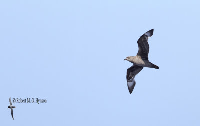 Kermadec Petrel