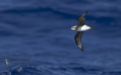 Kermadec Petrel