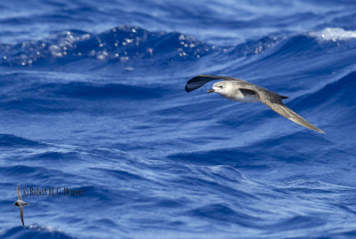 Kermadec Petrel