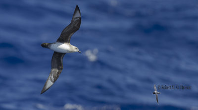 Kermadec Petrel