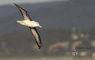 Black-browed Albatross