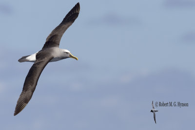 Buller's Albatross