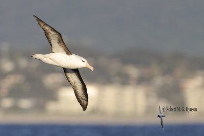 Black-browed Albatross