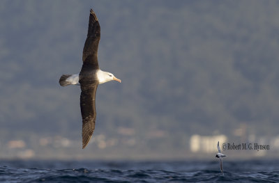 Black-browed Albatross