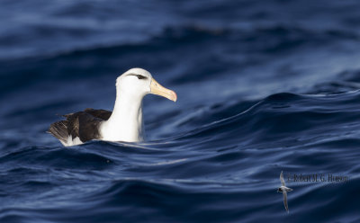 Black-browed Albatross