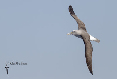 Buller's Albatross