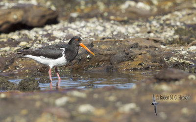 South Island Pied Oystercatcher