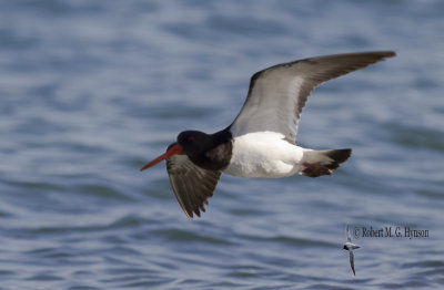 south_island_pied_oystercatcher