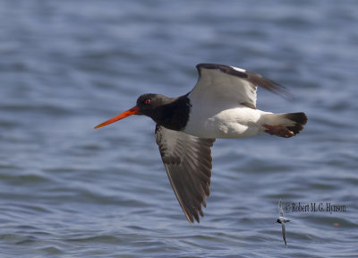 South Island Pied Oystercatcher6