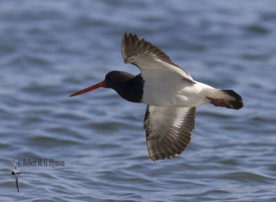 South Island Pied Oystercatcher7