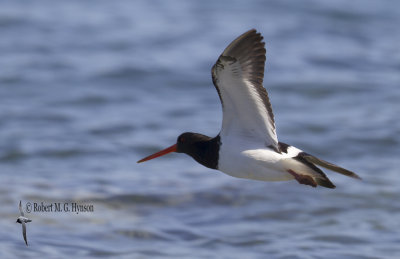 South Island Pied Oystercatcher8