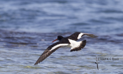 South Island Pied Oystercatcher11