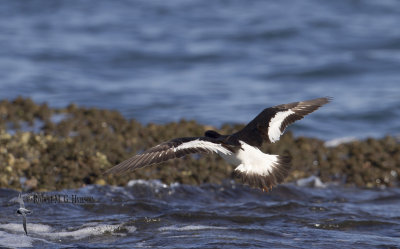 South Island Pied Oystercatcher13