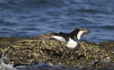 South Island Pied Oystercatcher14