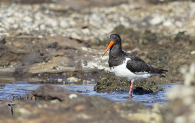 South Island Pied Oystercatcher