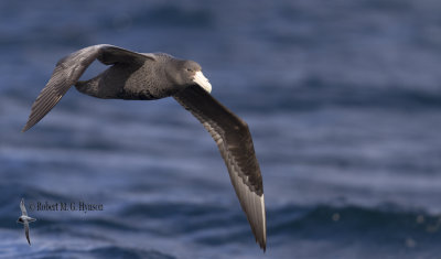 Southern Giant-petrel