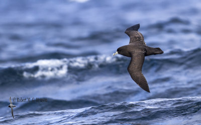 White-chinned petrel