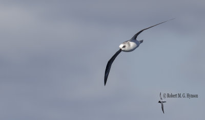 White-headed Petrel