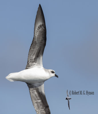 White-headed Petrel