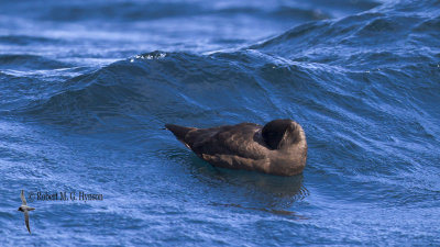 White-chinned petrel