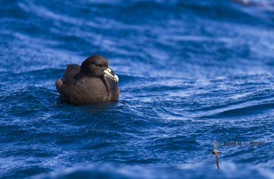 White-chinned petrel