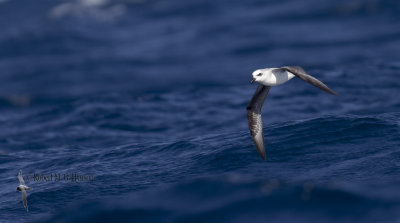 White-headed Petrel