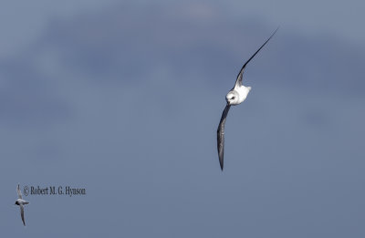 White-headed Petrel