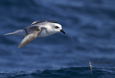 White-headed Petrel