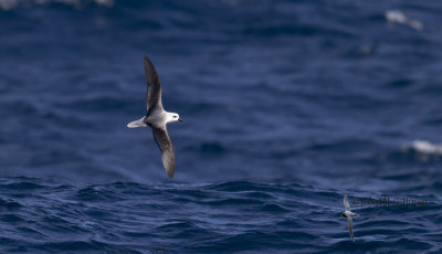 White-headed Petrel