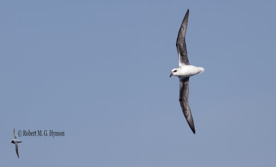 White-headed Petrel